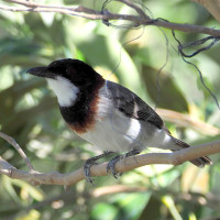 White-breasted Whistler